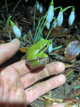 9 Zelena rega. Foto P. Golob